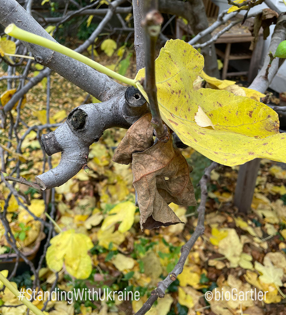 Verwelkende Feigenbaum-Blätter