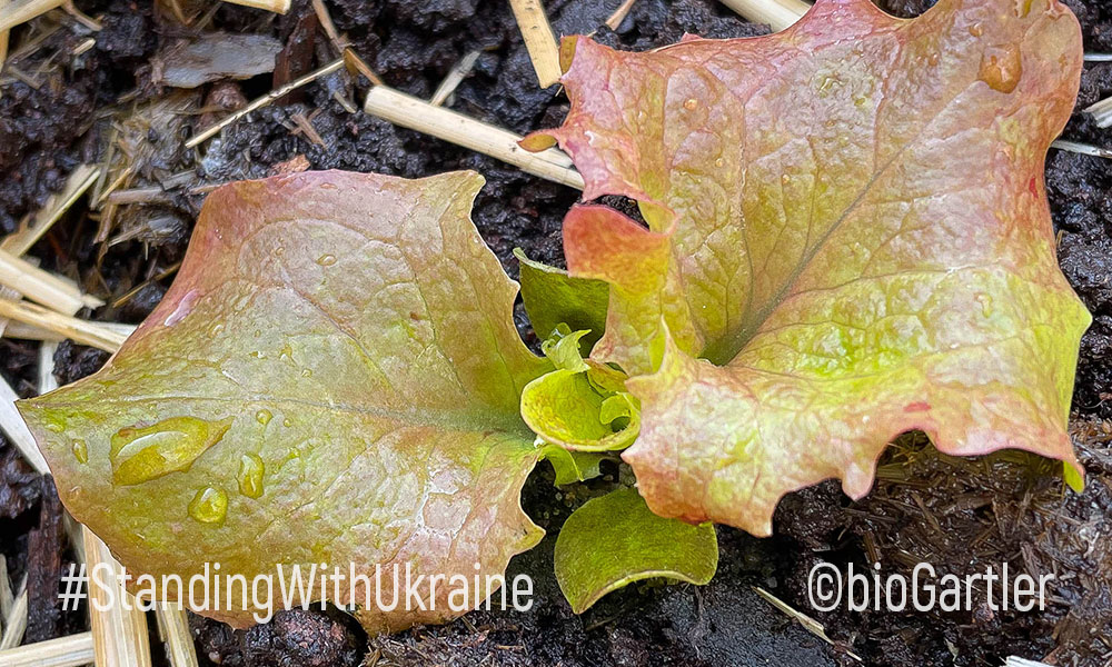 Jungpflanze Salat