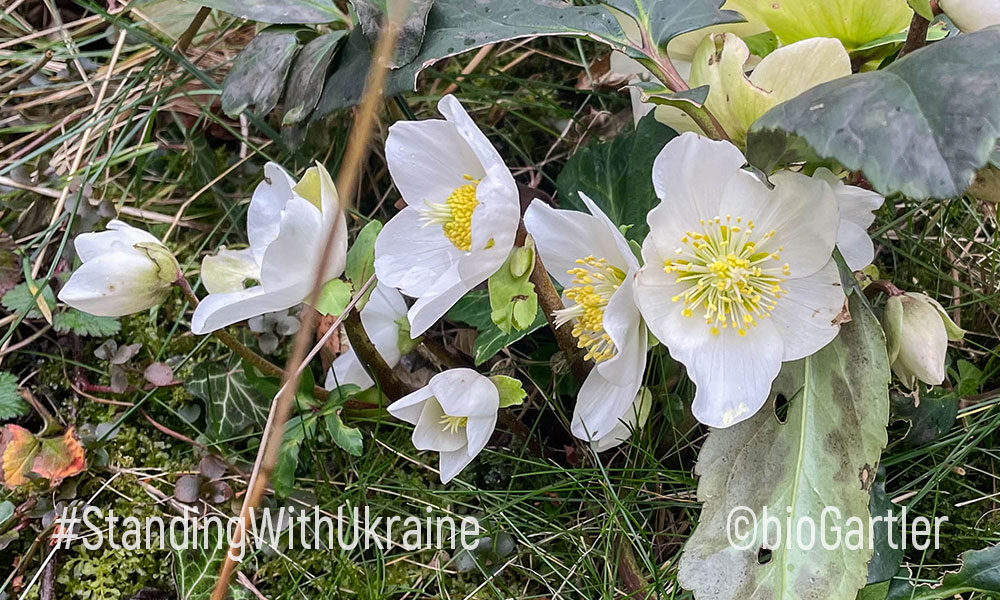 Marienkäfer auf Zitronenmelisse