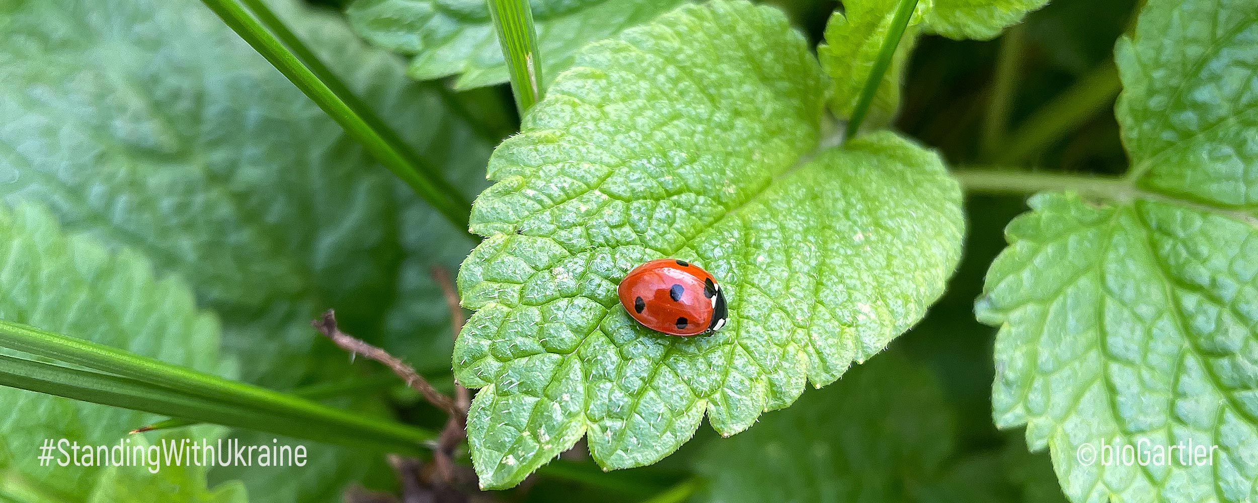 Marienkäfer auf Zitronenmelisse
