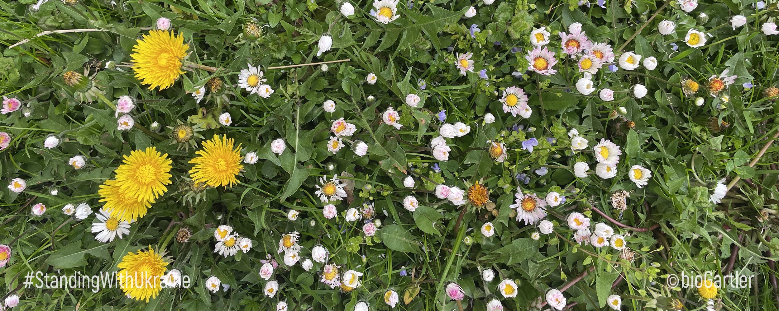 Marienkäfer auf Zitronenmelisse