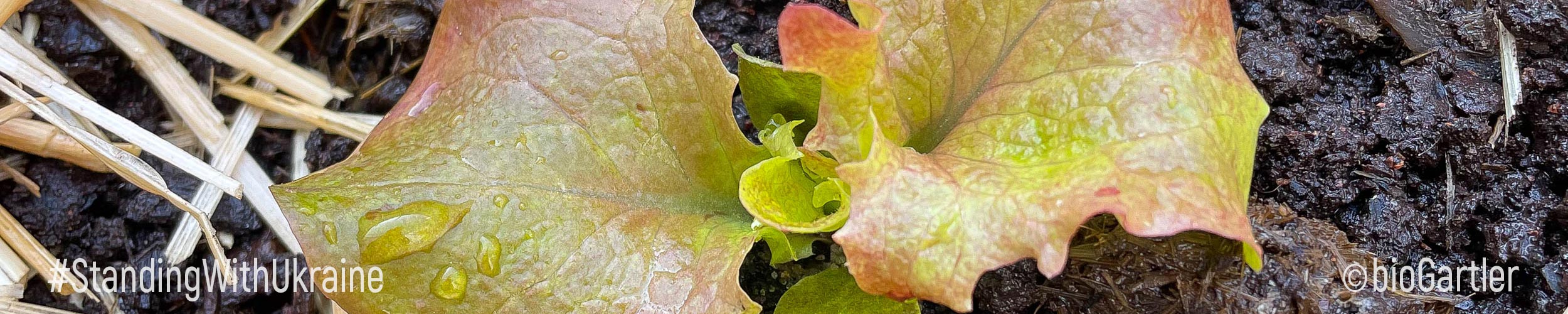Jungpflanze Salat