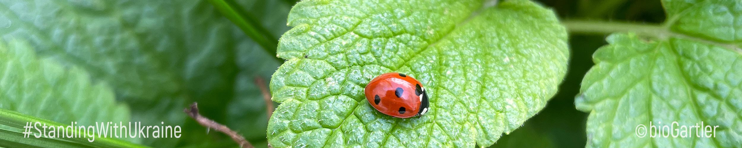 Marienkäfer auf Zitronenmelisse