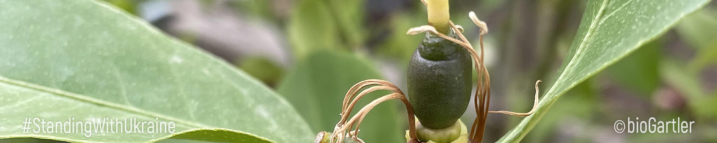 Weiße Blüten der Meyerpflanze