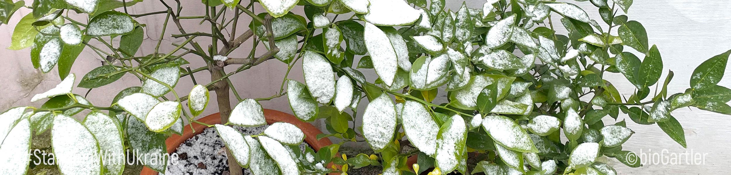 Yuzu- und Meyerpflanze mit Schnee