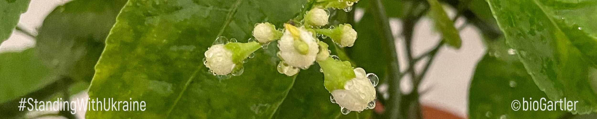 Weiße Blüten der Meyerpflanze