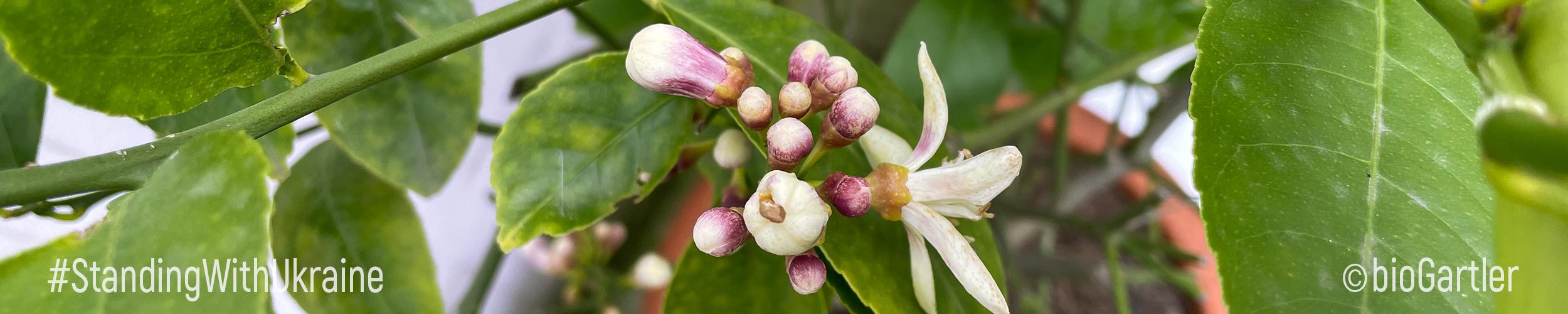 Weiße Blüten der Meyerpflanze