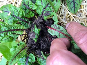 Ameisen-Nest im Blutampfer