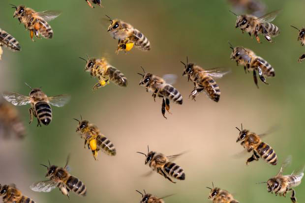 190522 Roboter als Bienen