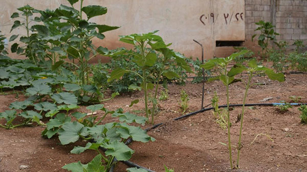 200525 Urban Gardening