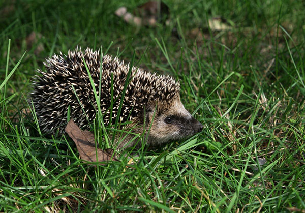 200604 Igel