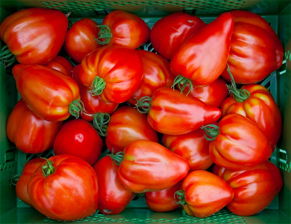 200710 Ran an die Tomaten