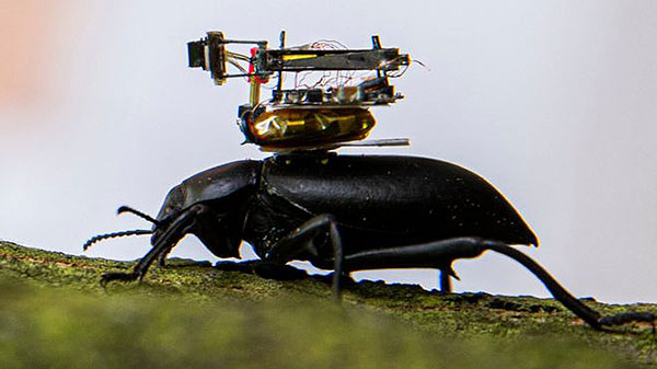 200717 Beetle mounted