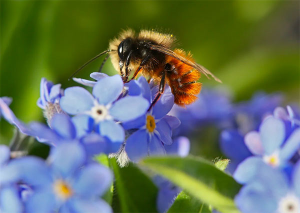 200730 Wo sind all die Bienen