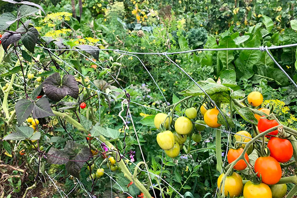 201029 Permakulturgarten