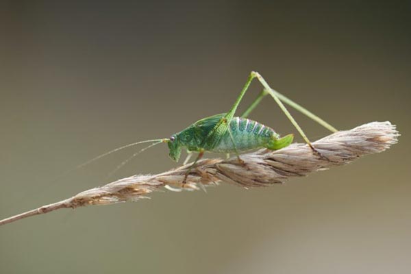 210106 Insekten