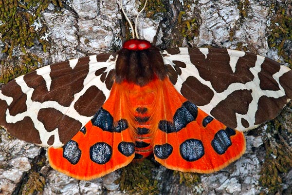 210112 Insekten sterben