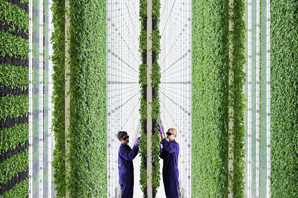 210715 Vertical Farming