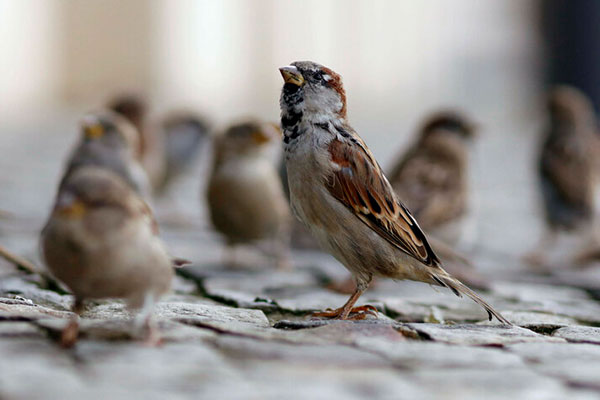 211116 Vogelbestand