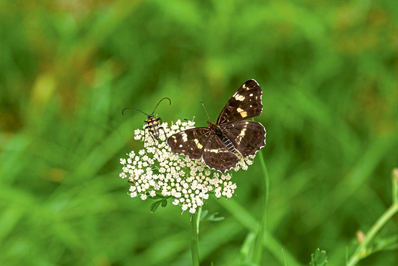 220227 Insektensterben