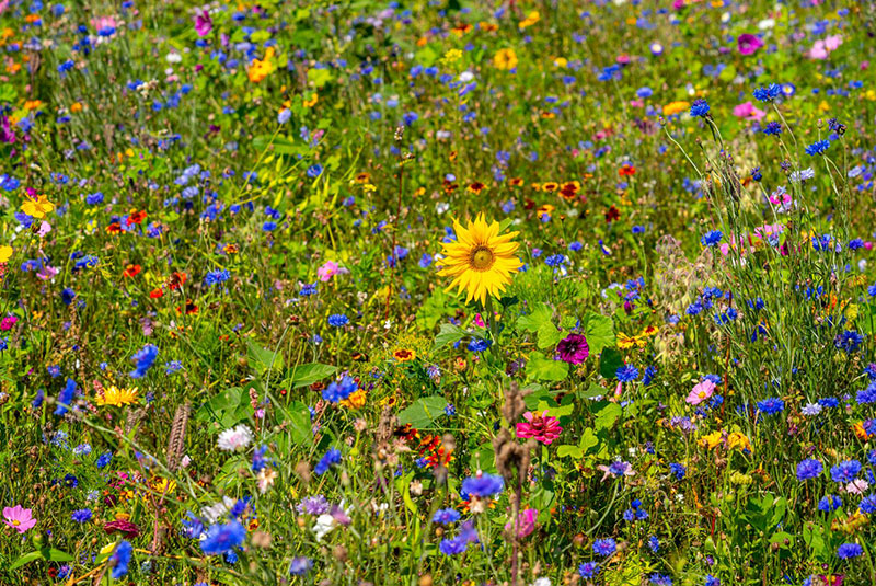 220531 Wilde Blumenwiesen