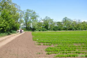 Hinter dem Karottenfeld wohnen die Spargel