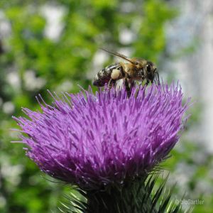 Bienen