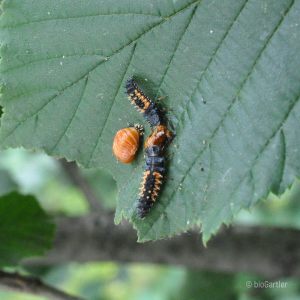 Marienkäfer Larven