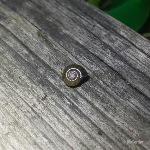 Schnecke, winzig mit Häuschen