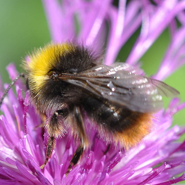 bioGartler Hummel Erdhummel low