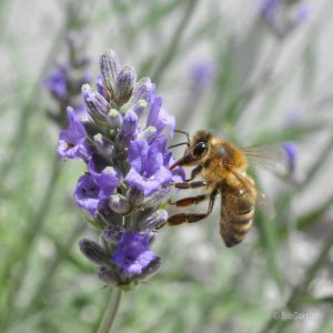 Bienen 1