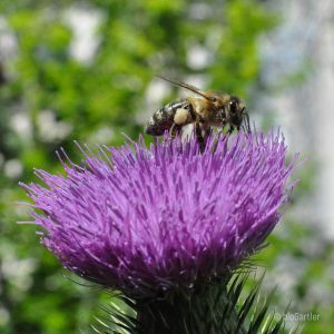 Bienen 2