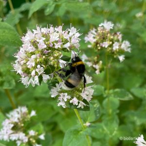 Hummel, Erdhummel