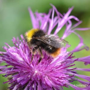 Hummel, Wiesenhummel