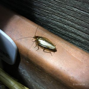 Käfer, Blasse Waldschabe