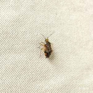 Käfer, Deraeocoris flavilinea