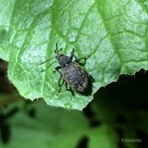Käfer, Dickmaulrüssler