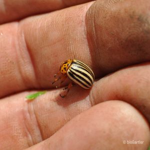 Käfer, Kartoffelkäfer