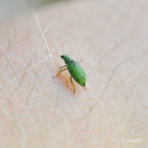 Käfer, Seidiger Glanzrüssler