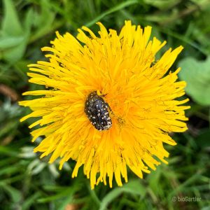 Käfer, Trauerrosenkäfer