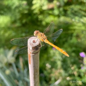 Libelle, Südliche Heidelibelle