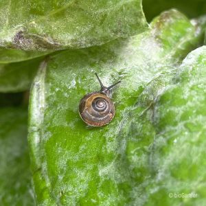 Schnecken, Kantige Laubschnecke